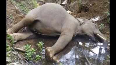 Wild tusker electrocuted in Wayanad coffee estate