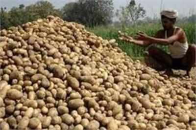 Centre to buy 1 lakh tonne potato from UP to help farmers