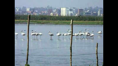 Forest department submits Okhla Bird Sanctuary revamp project plan