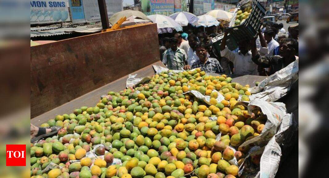 Use of calcium carbide to ripen mango rampant Hubballi News Times