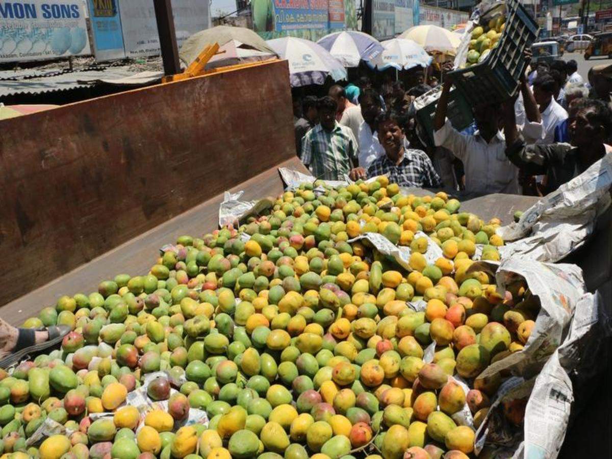 Use Of Calcium Carbide To Ripen Mango Rampant Hubballi News Times Of India