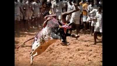 Man gored to death by bull during jallikattu in TN village