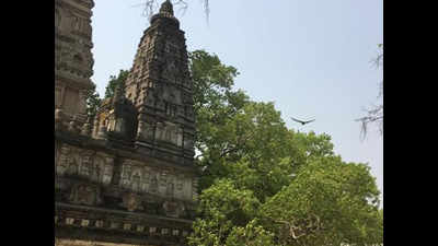 Mahabodhi tree is healthy: Forest Research Institute