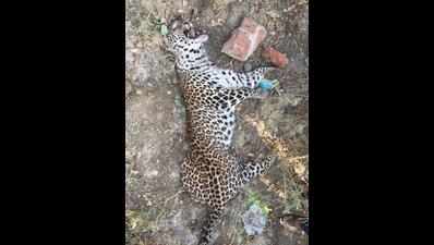Leopard found dead near Bardoli