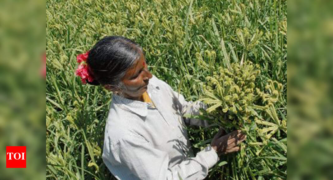 In times of drought, millets may be a boon for Karnataka farmers ...