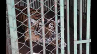 Tigress death: Zoo authority seeks report from chief wildlife warden