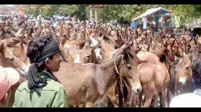 Donkey protest stalls traffic in Banda