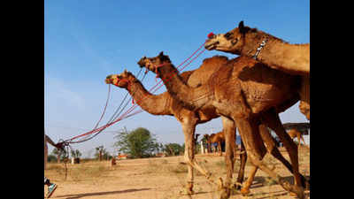Camel Act: Catch-22 situation for breeders