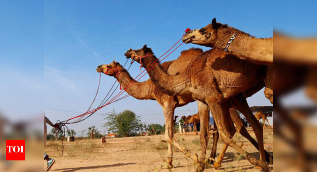 Camel Act: Catch-22 situation for breeders | Jaipur News - Times of India