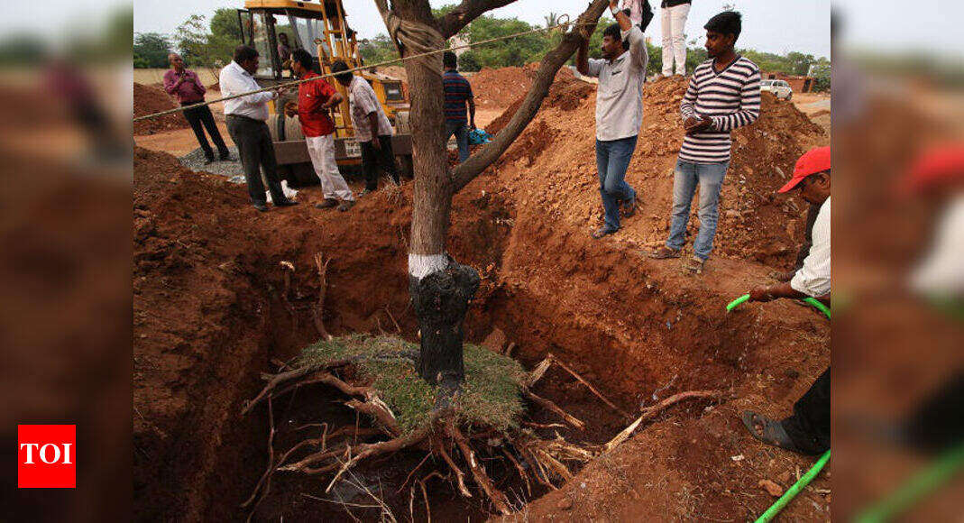 Any One Can Transplant A Tree With Some External Support Coimbatore News Times Of India