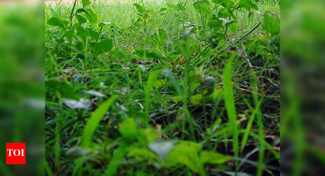 Thane Municipal Corporation ‘Incentives must for those saving green cover in Thane’ Thane