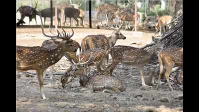 No scam in Patna zoo soil deal: Govt