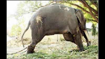Animal rights groups seek release of ageing elephant