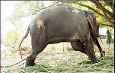 Animal rights groups seek release of ageing elephant