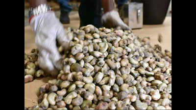 As feni biz becomes uncompetitive, cashew zones struggle to find takers