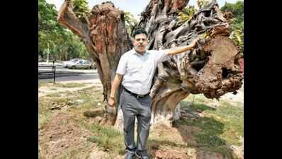 Tree Transplantation: He transplants trees to save them from the axe ...