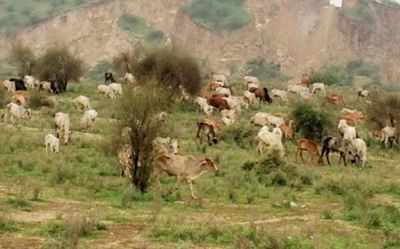 pasture land in india