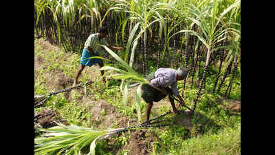 Bijnor’s high cane productivity attracts Nepalese farmers