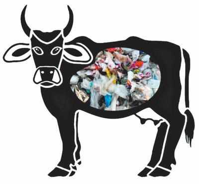 Give cows Aadhaar cards: Dalit activist