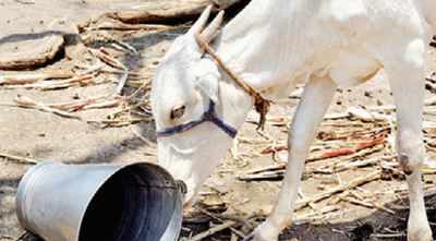 Hundreds of cows die in Tamil Nadu due to lack of fodder, water