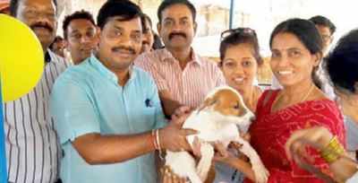 GHMC opens adoption centre for stray canines at Jeedimetla | Hyderabad News  - Times of India