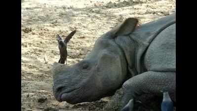 Gorumara rhino poaching leads from Assam car crash