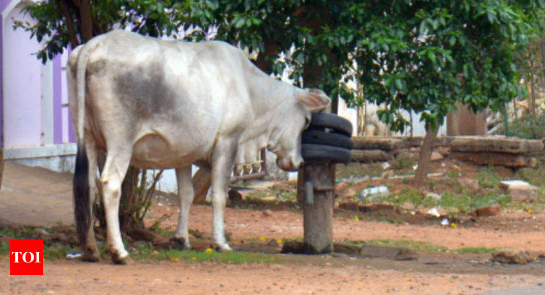 ID for cows: Soon, Aadhaar-like ID for cattle  India News 