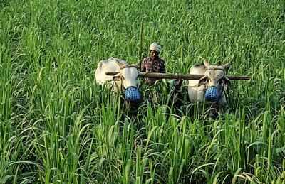 Govt aims multiple reforms in agricultural market with new model law