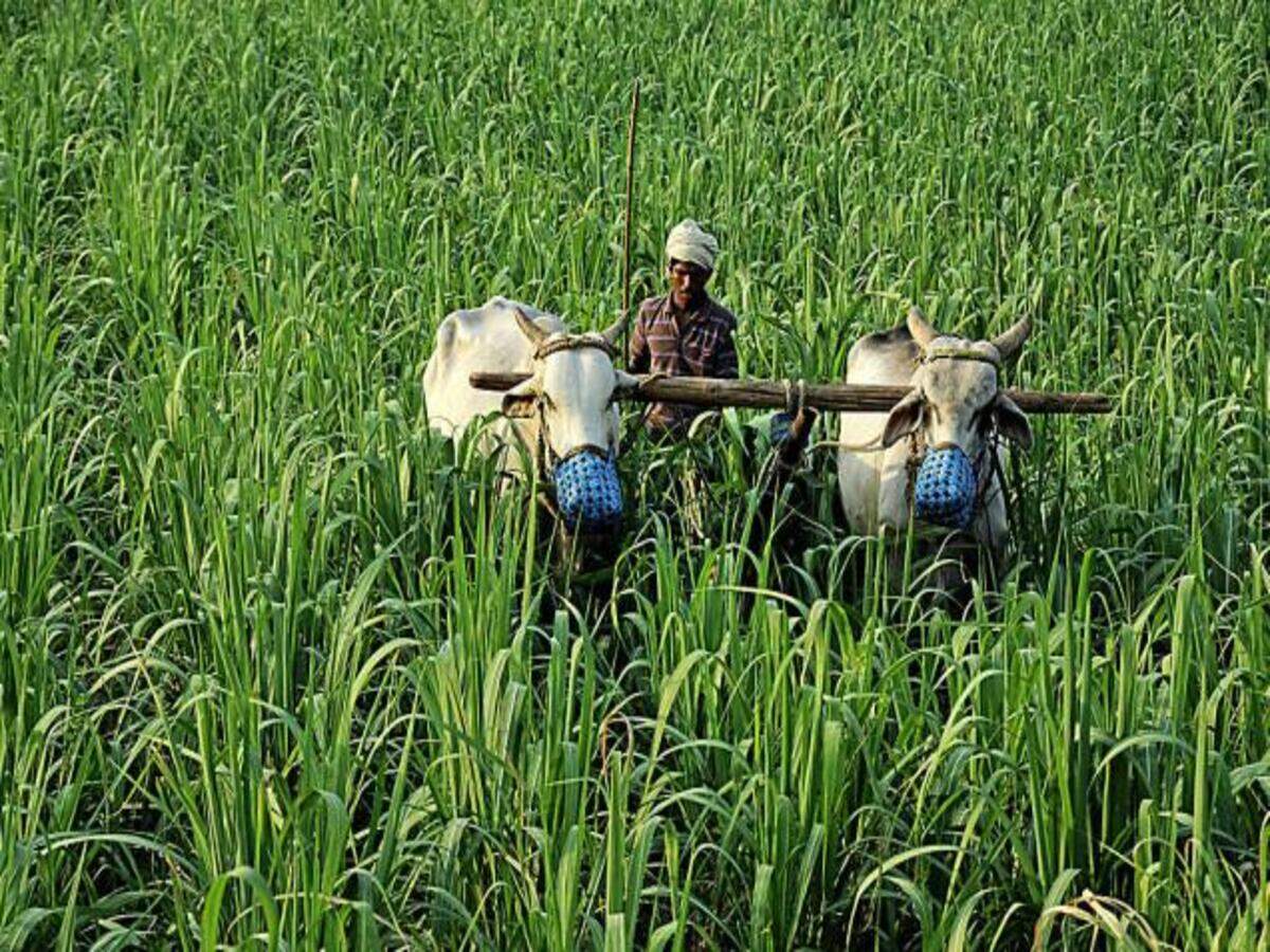 indian agricultutre: Govt aims multiple reforms in agricultural market with  new model law | India News - Times of India