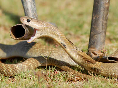 Assam vulnerable to snake menace | Guwahati News - Times of India