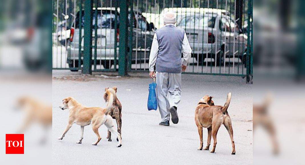 Stray dogs rule roads in Bengaluru, BBMP programmes not effective |  Bengaluru News - Times of India