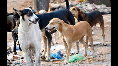 Stray dogs rule roads in Bengaluru BBMP programmes not effective