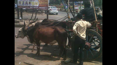 Cruel to use bullock carts in hot afternoons, urge activists