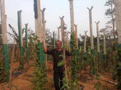 Wayanad farmers take to Vietnam cultivation model to better fortunes
