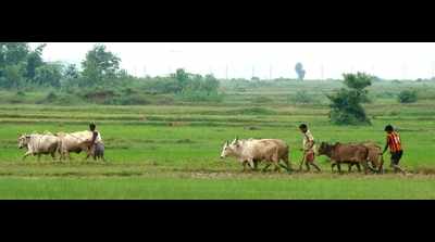 Leaders brace up to woo farmers on Akshaya Tritiya day