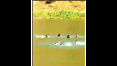 Jawans dive into dam waters, save 2 kids from drowning