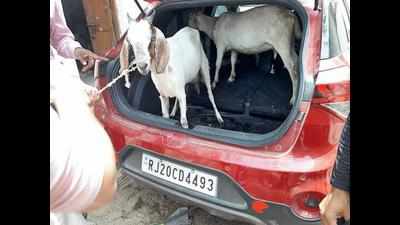 One arrested in Godhra for stealing goats; three escape