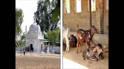 Cows matter for this dargah in Pali