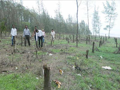 31,000 trees to be cut to widen Mumbai-Goa highway