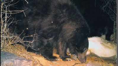 Brown sloth bear sighted in Kailadevi forests