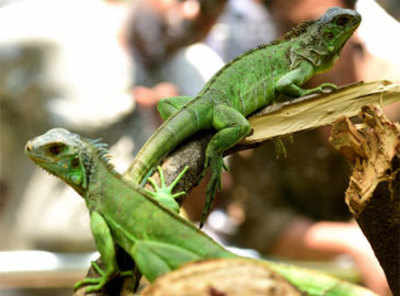 Green iguanas steal the show from their predators at Chennai Snake Park