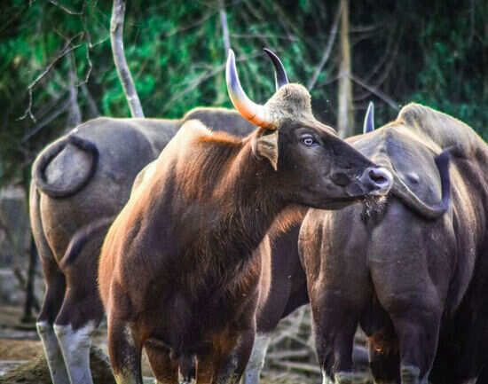 Arignar Anna Zoological Park