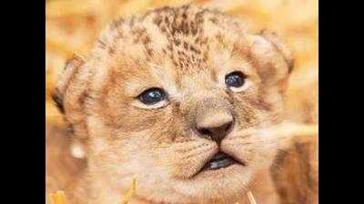 Lion cubs taken care by forest officials sent to rescue centre
