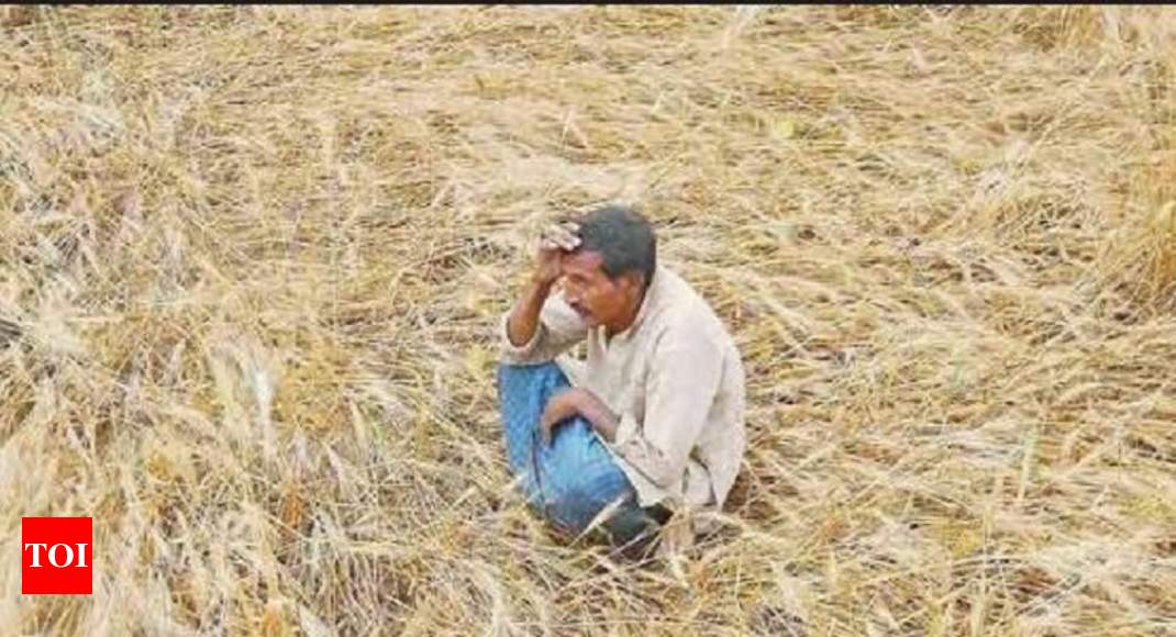 Farmers Suicide In India Over 12000 Farmer Suicides Per Year Centre Tells Supreme Court 2165