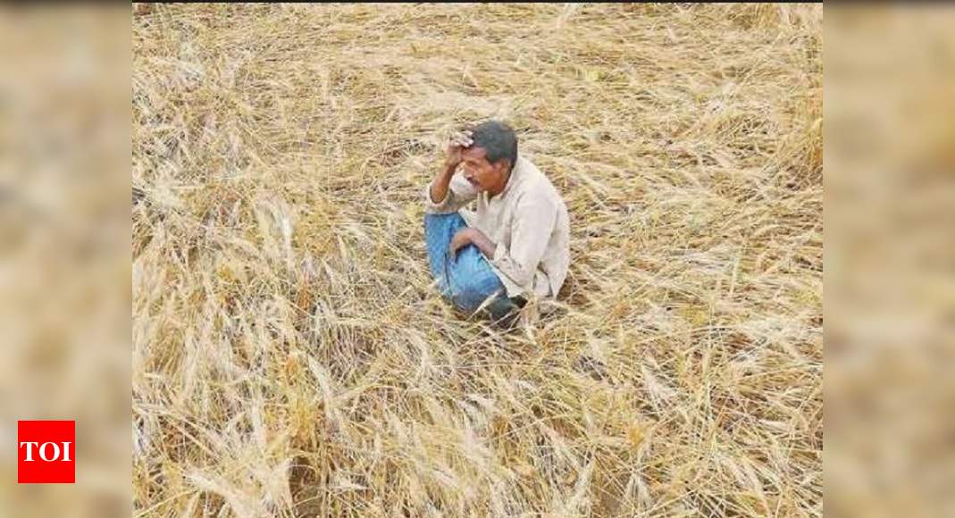 Farmers Suicide In India Over 12000 Farmer Suicides Per Year Centre Tells Supreme Court 3525