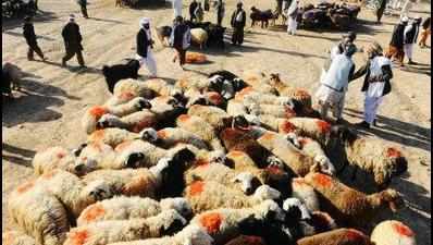 Shepherd, 40 sheep fatally knocked down by van