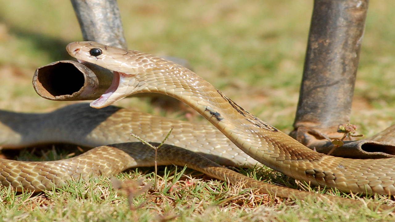 Snakes Are Not Meant For Entertainment - Wildlife SOS