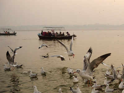 3 MP rivers polluting Ganga, says central audit