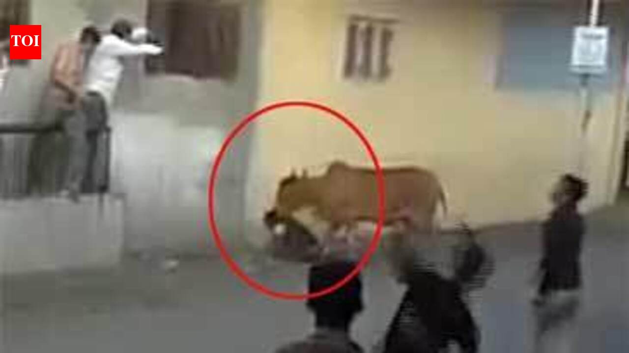 Watch: Stray cow attacks man in Surat, victim sustains serious injuries