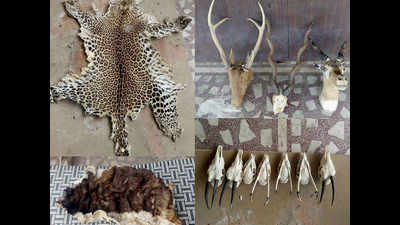 Animal smuggling racket: Chinkaras from Rajasthan, barking deer from Terai region